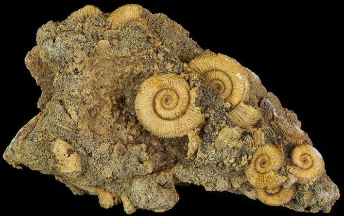 Dactylioceras Ammonite Cluster - Germany #64565